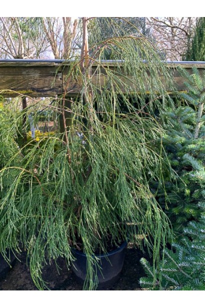 Кипарисовик пониклий Дропінг Соло в контейнері